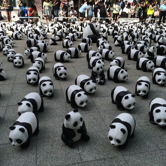 The 1600 Pandas continues their tour of HK. This weekend it's at PMQ