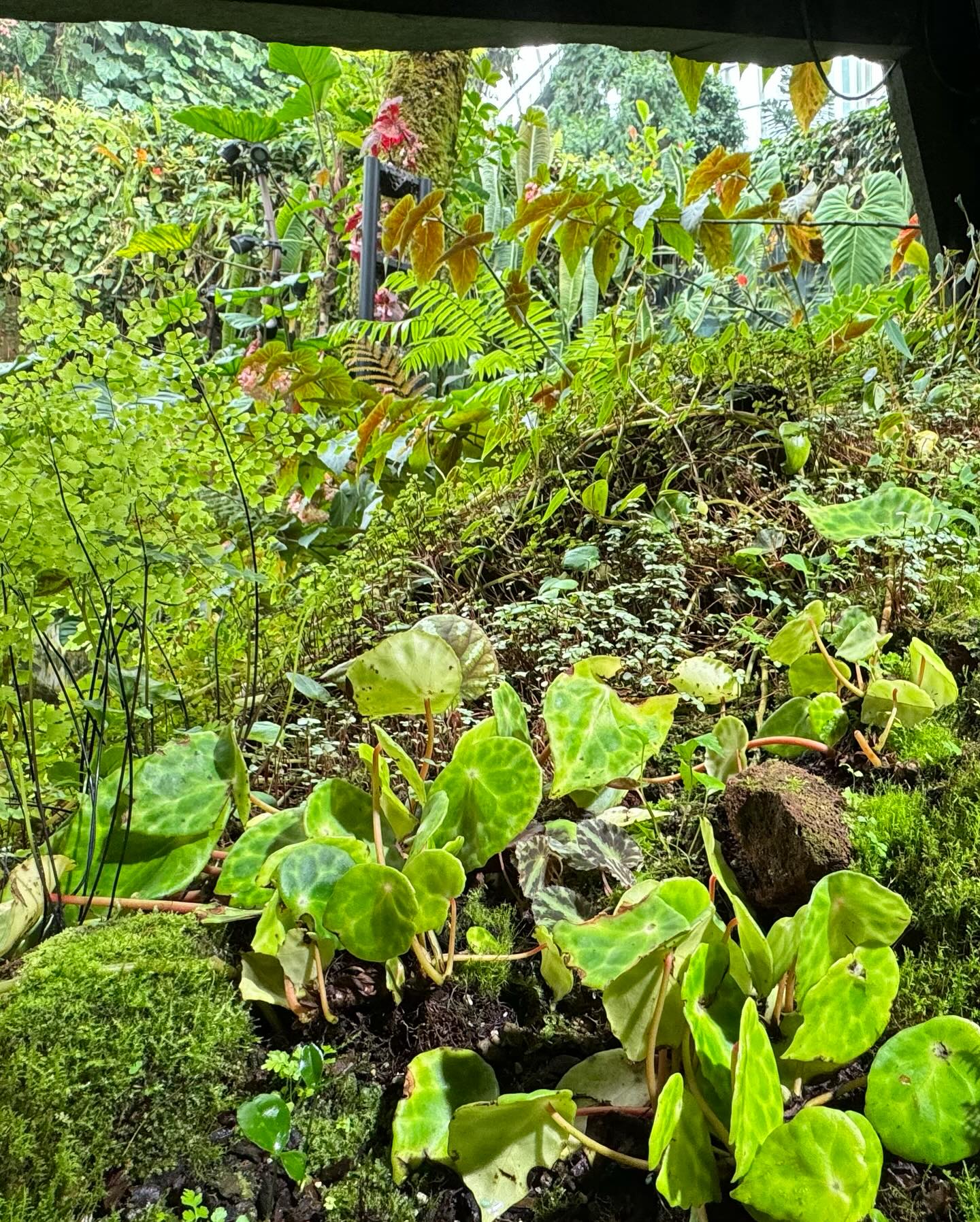 #GardensByTheBay #CloudForest Part 2 (6)