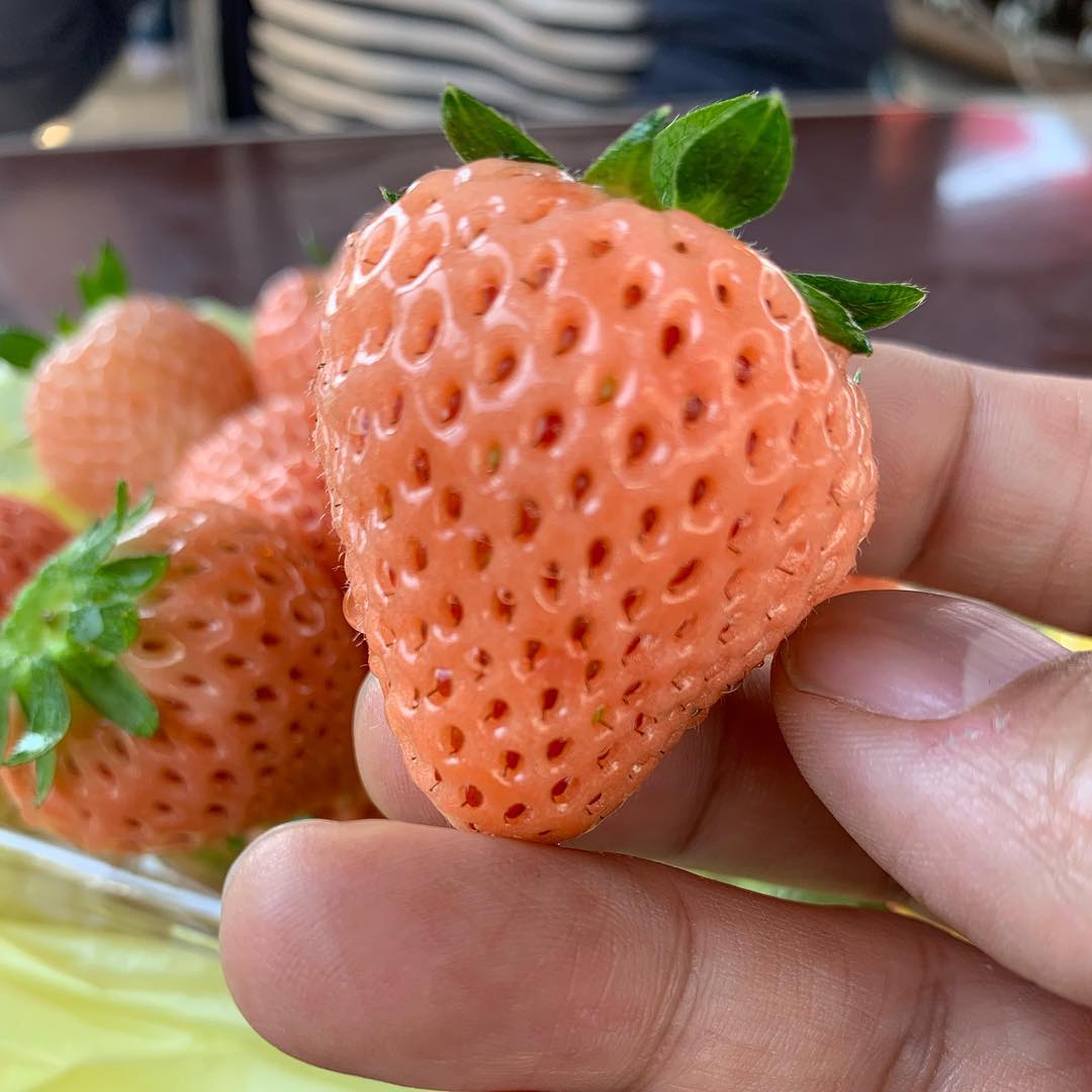 Don’t understand the hype #strawberry #whitestrawberry #wakayama (2)