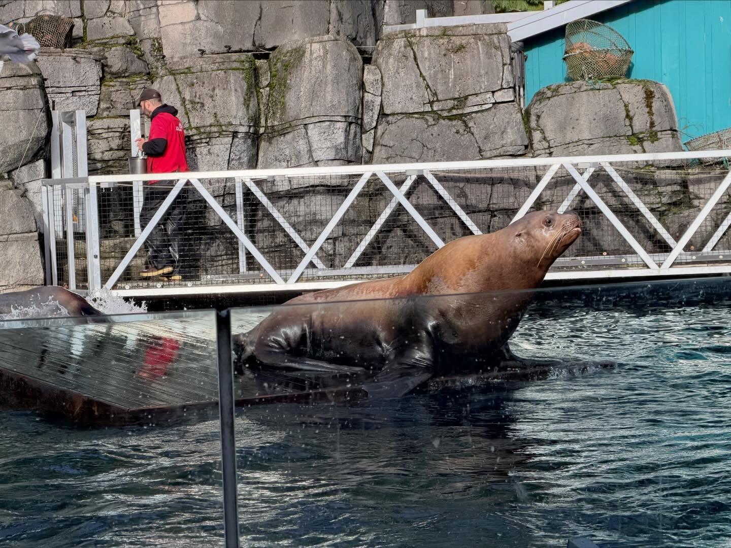 Spent several hours at the #VancouverAquarium. Learnt a lot, especially how to preserve… (2)