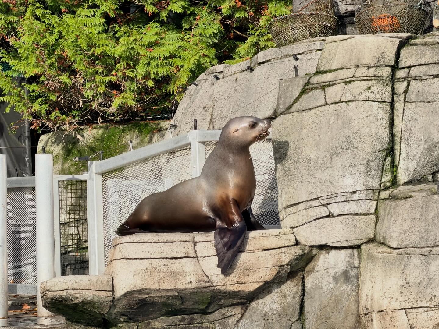 Spent several hours at the #VancouverAquarium. Learnt a lot, especially how to preserve… (3)