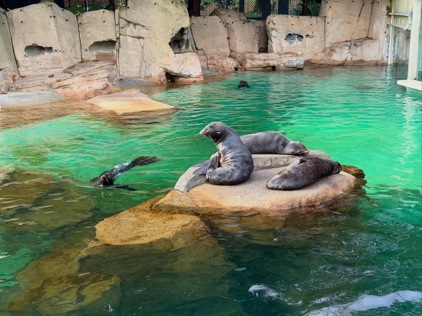 Spent several hours at the #VancouverAquarium. Learnt a lot, especially how to preserve… (7)