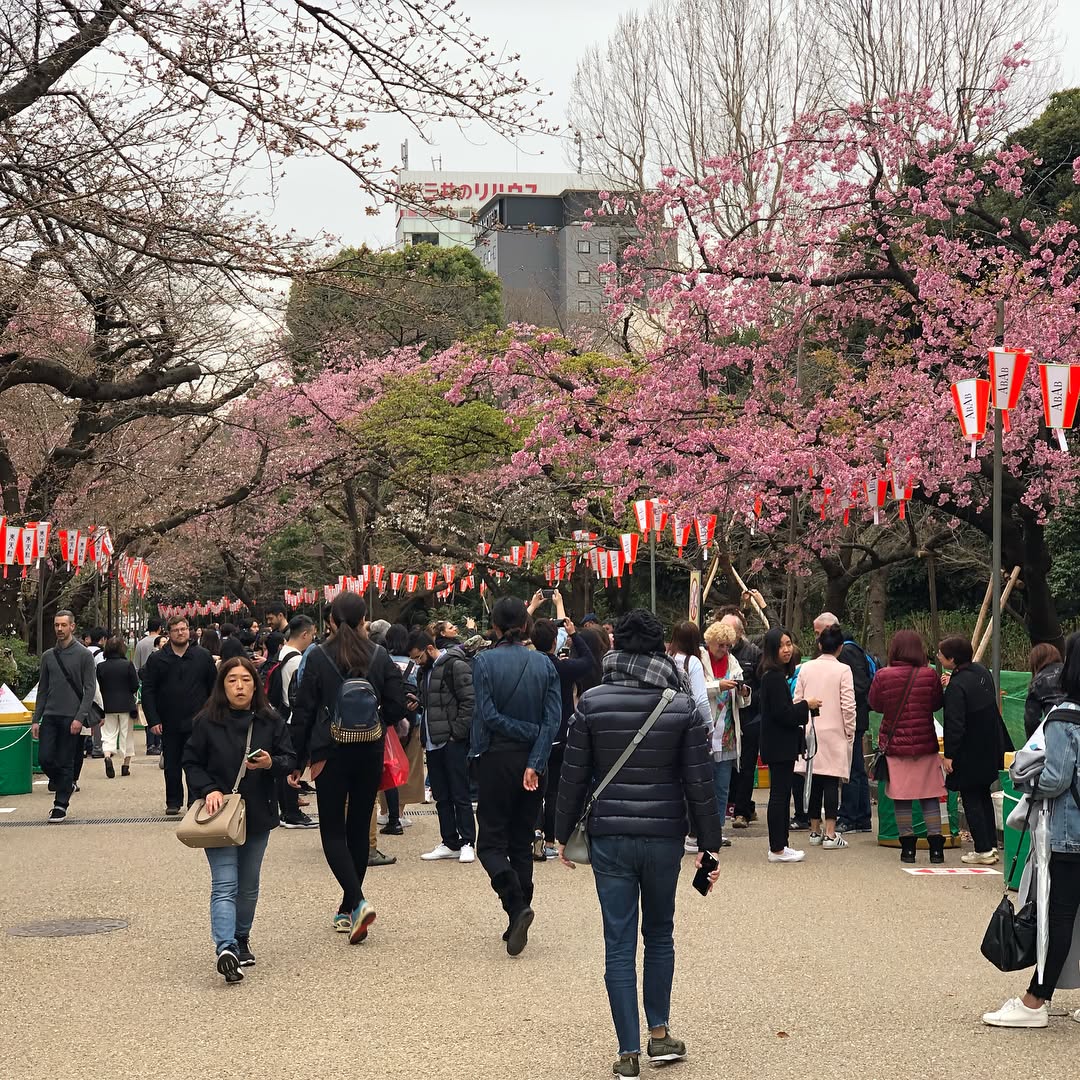 Cherry Blossoms in Tokyo (4)