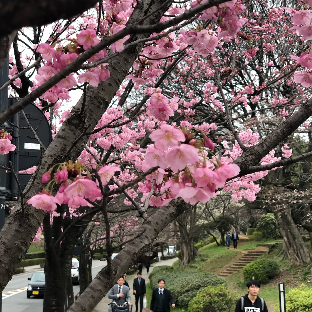 Cherry Blossoms in Tokyo (5)