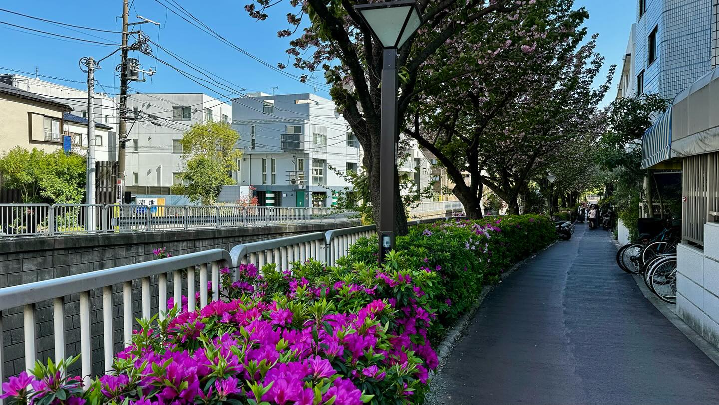 Walk about in #MeguroRiver area #Tokyo #Japan (2)