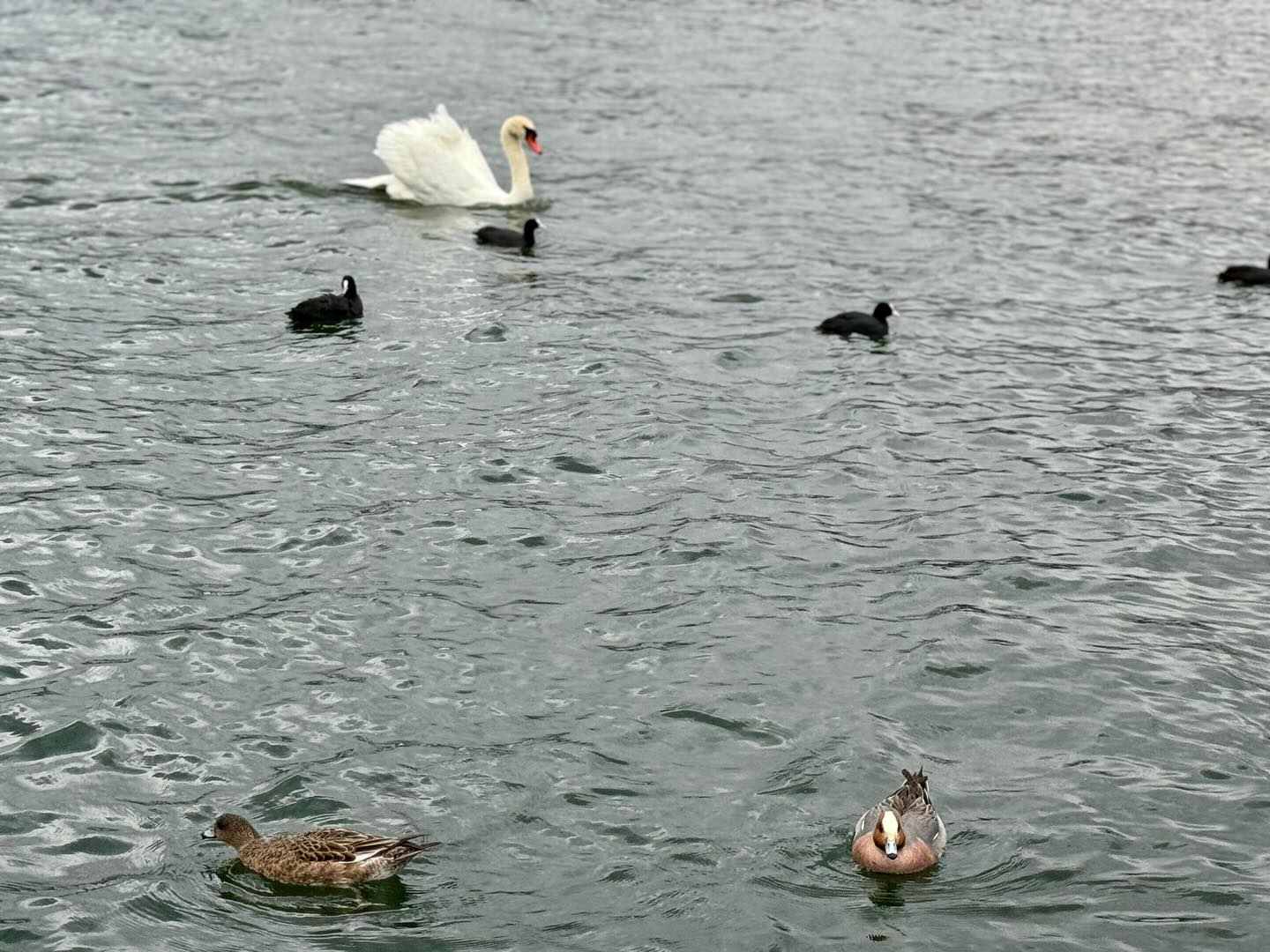 #Swans everywhere #MtFuji #Japan (2)