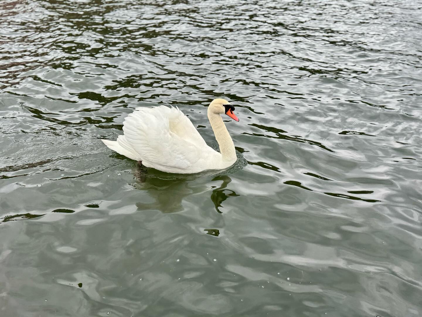 #Swans everywhere #MtFuji #Japan (3)