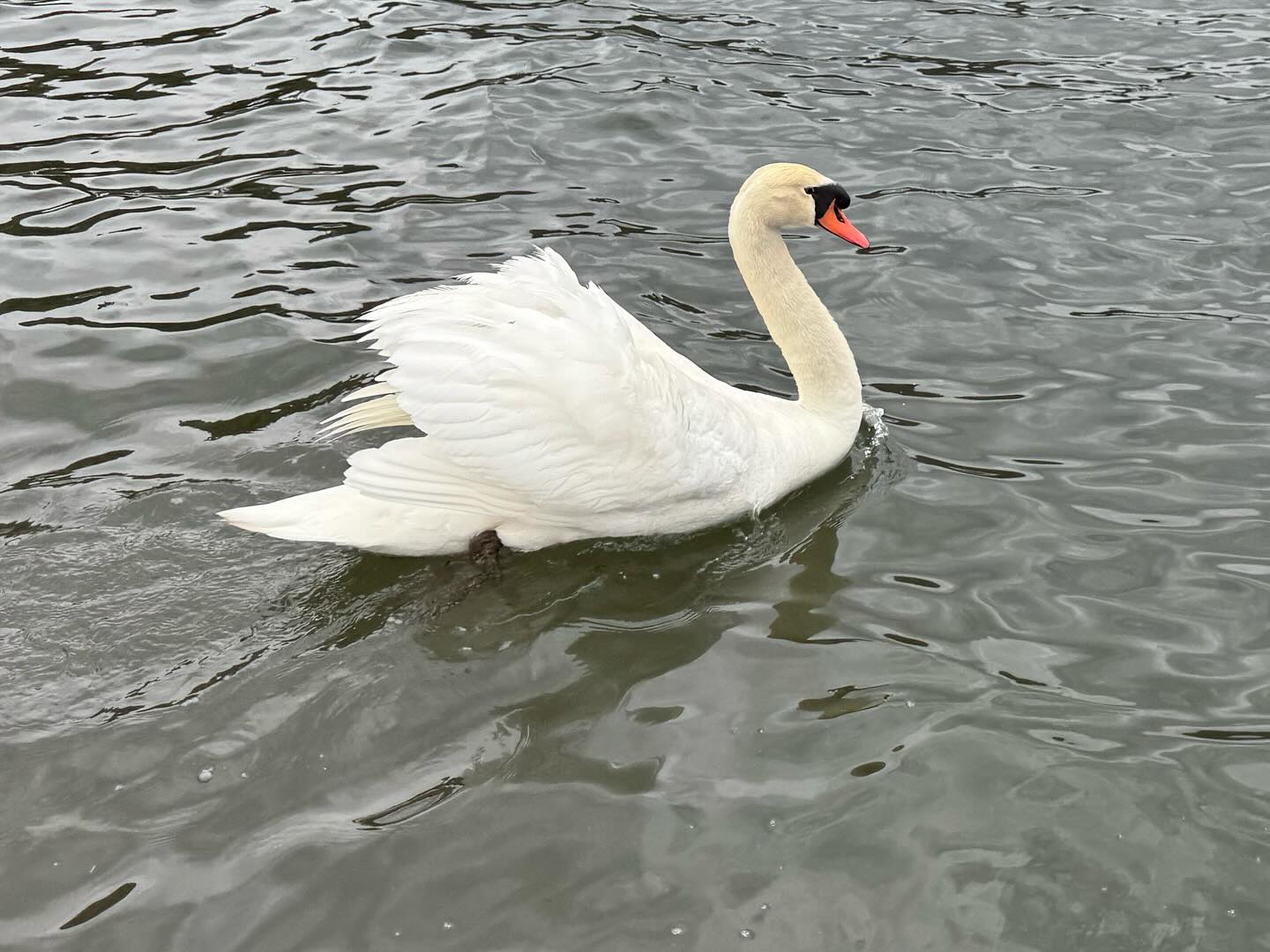 #Swans everywhere #MtFuji #Japan (6)