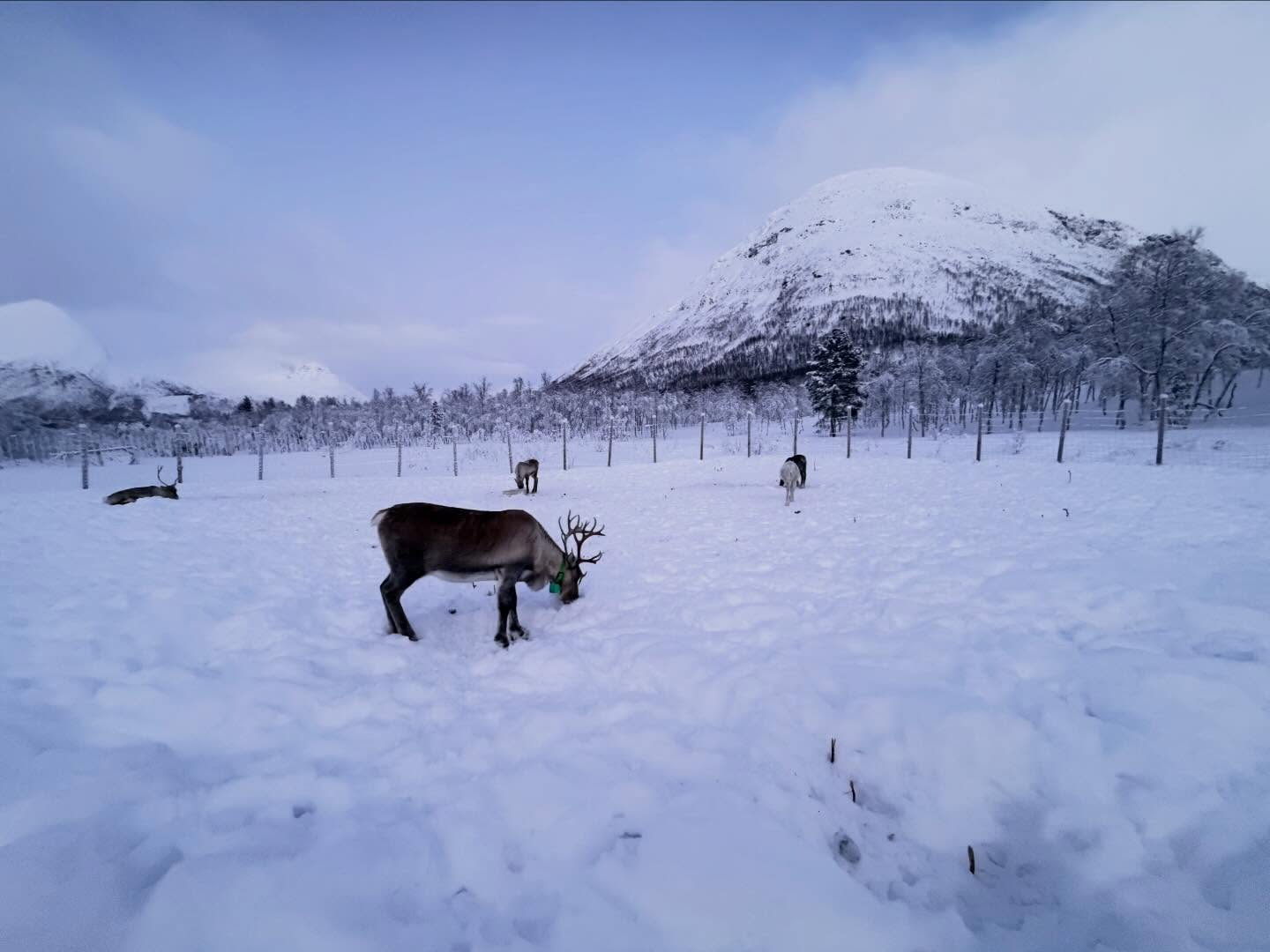 Visiting the Reindeers camptamok Visiting the camptamok (3)