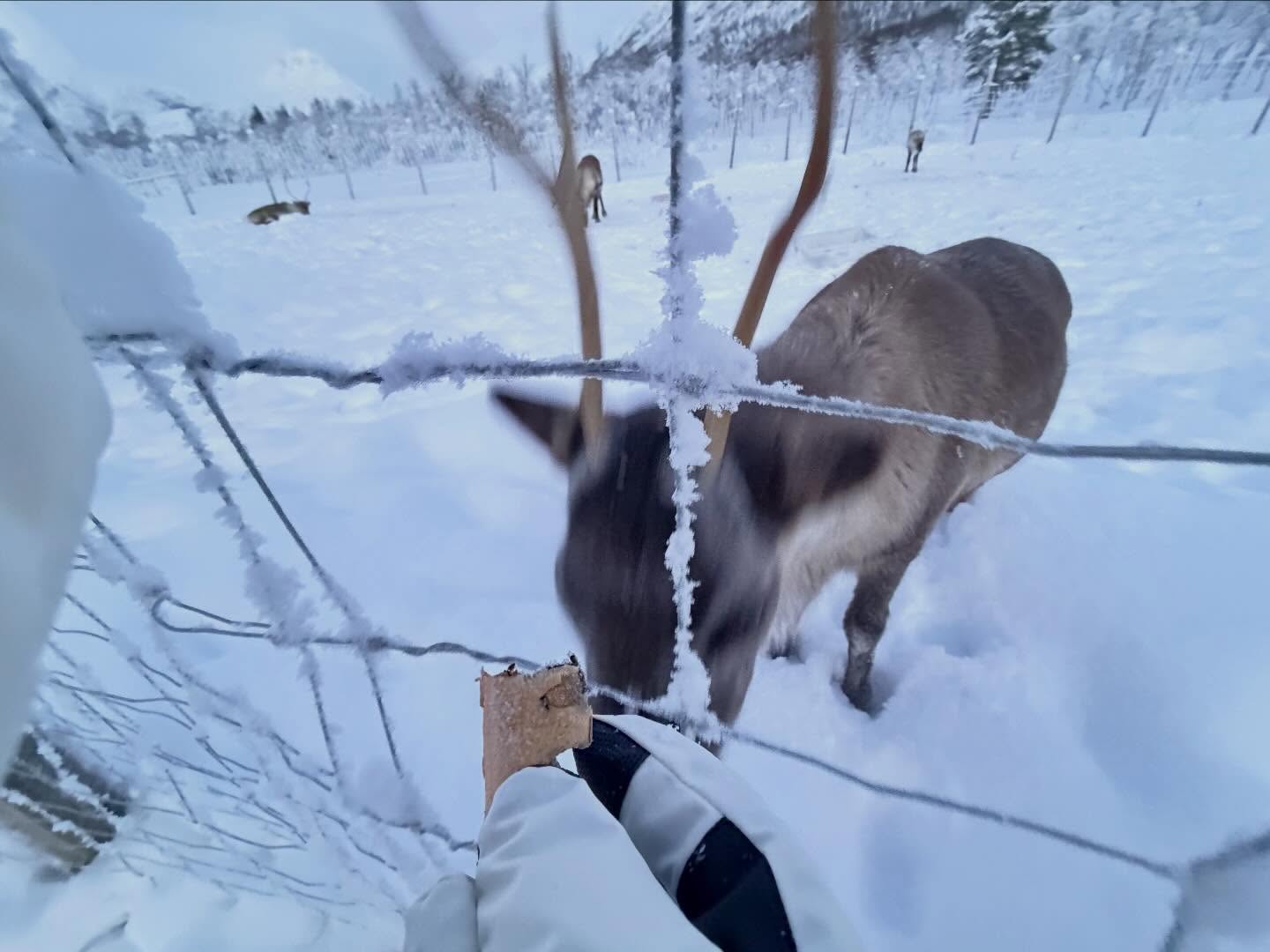 Visiting the Reindeers camptamok Visiting the camptamok (5)