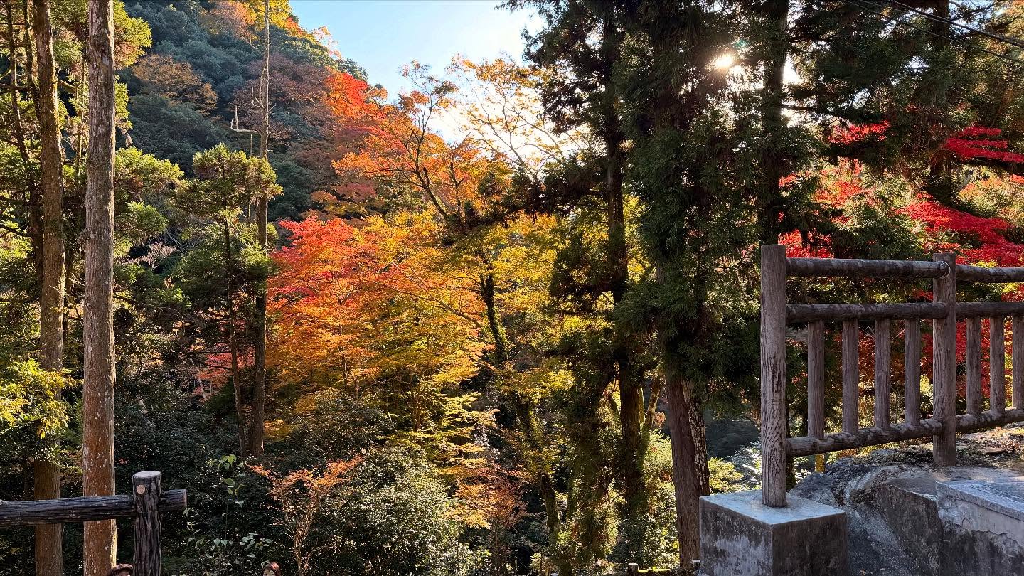 Fall foliage throughout the path to the falls #osaka (8)