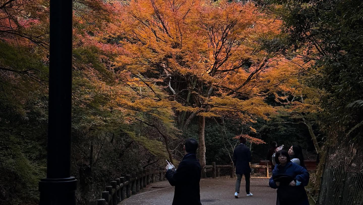 Fall foliage throughout the path to the falls #osaka (12)