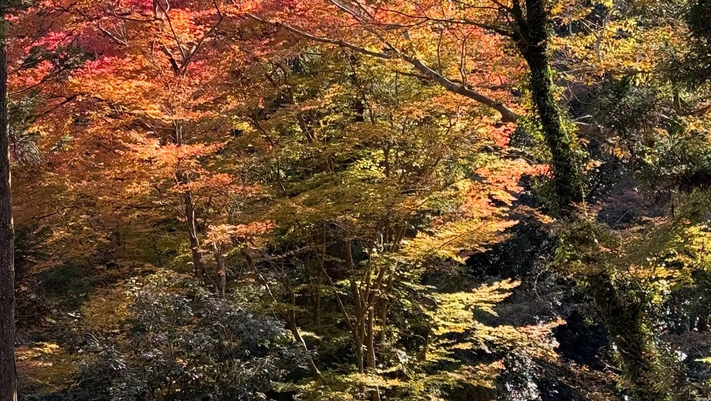 Fall foliage throughout the path to the falls #osaka (16)