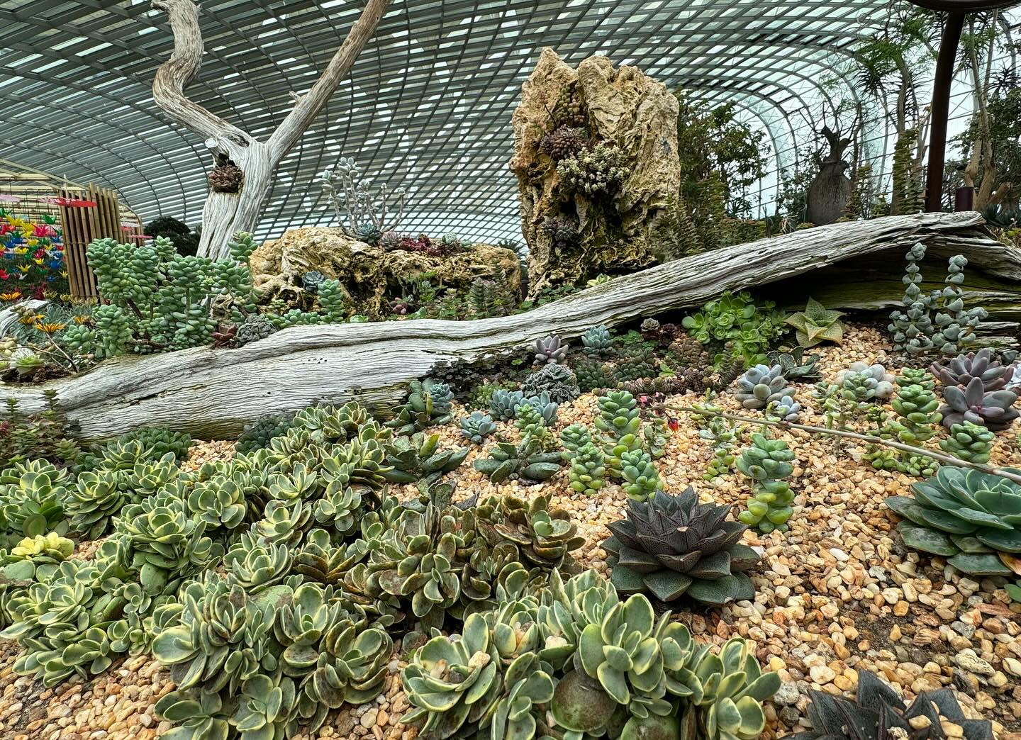 #GardensByTheBay #FlowerDome Part 3 (7)