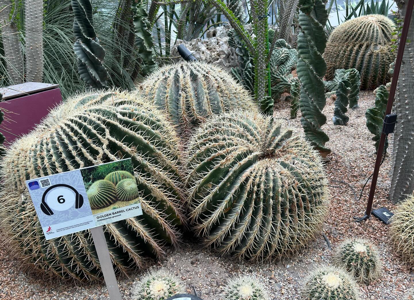 #GardensByTheBay #FlowerDome Part 3 (8)