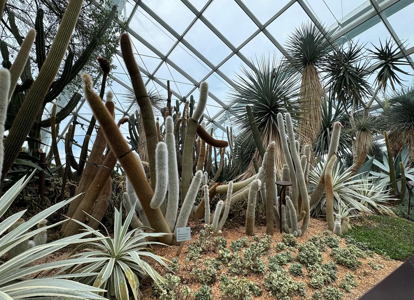 #GardensByTheBay #FlowerDome Part 3 (9)