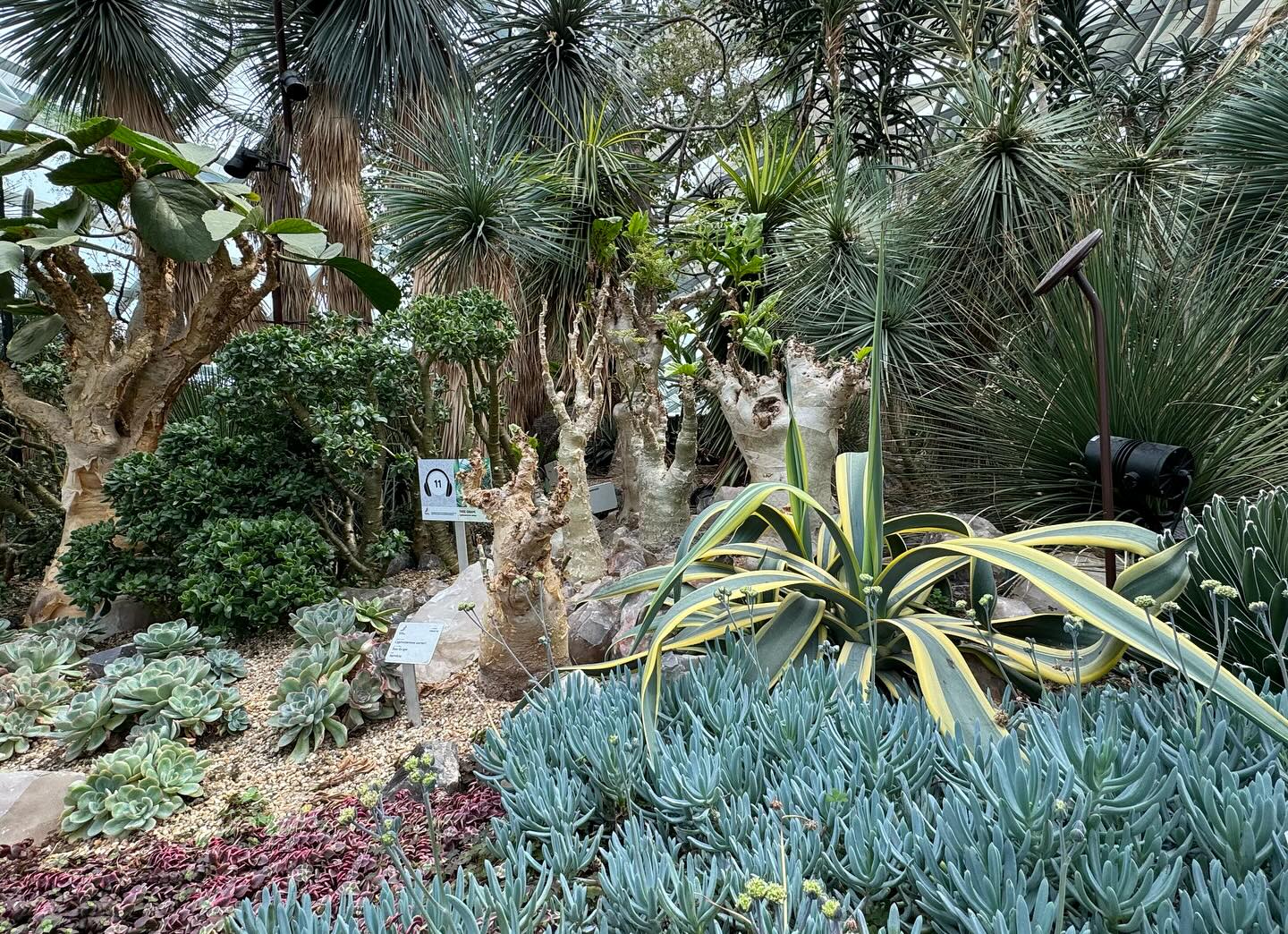 #GardensByTheBay #FlowerDome Part 3 (10)