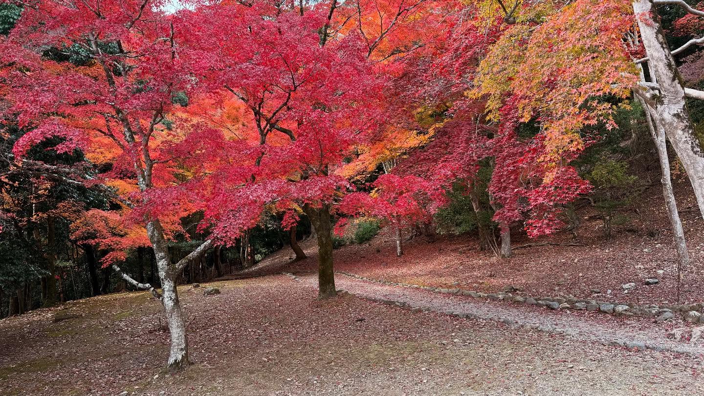 Walk about at the #Arashiyamariver (6)