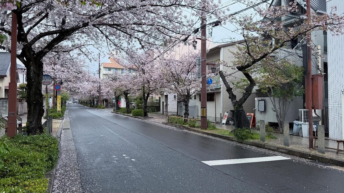 I thought we would miss the #cherryblossom🌸 but they waited for us. (2)