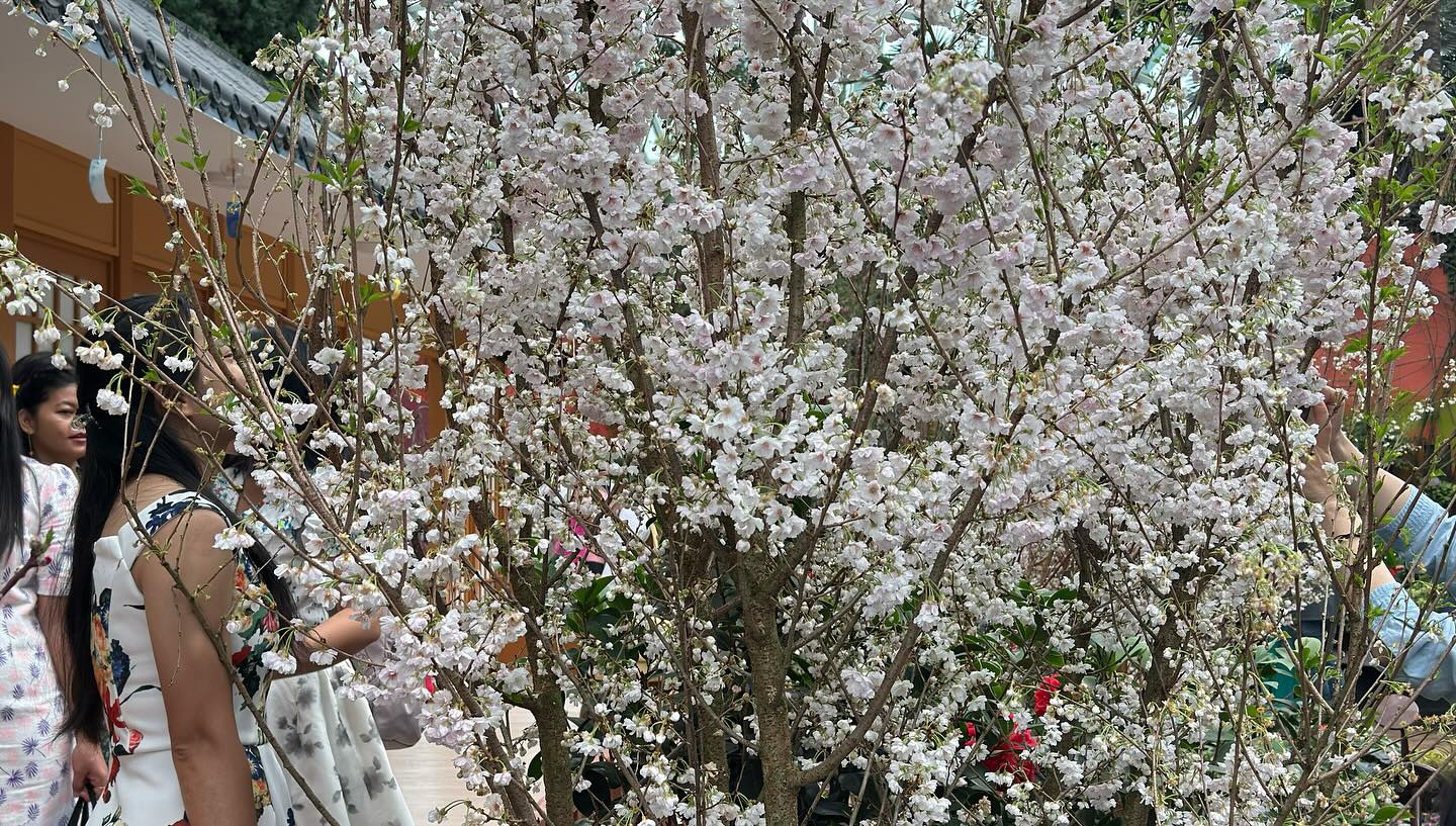 #GardensByTheBay #FlowerDome Part 4. Anticipates I will miss the #cherryblossom in Tokyo… (3)