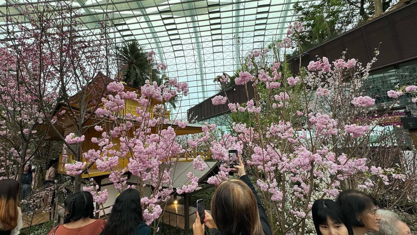 #GardensByTheBay #FlowerDome Part 4. Anticipates I will miss the #cherryblossom in Tokyo… (6)