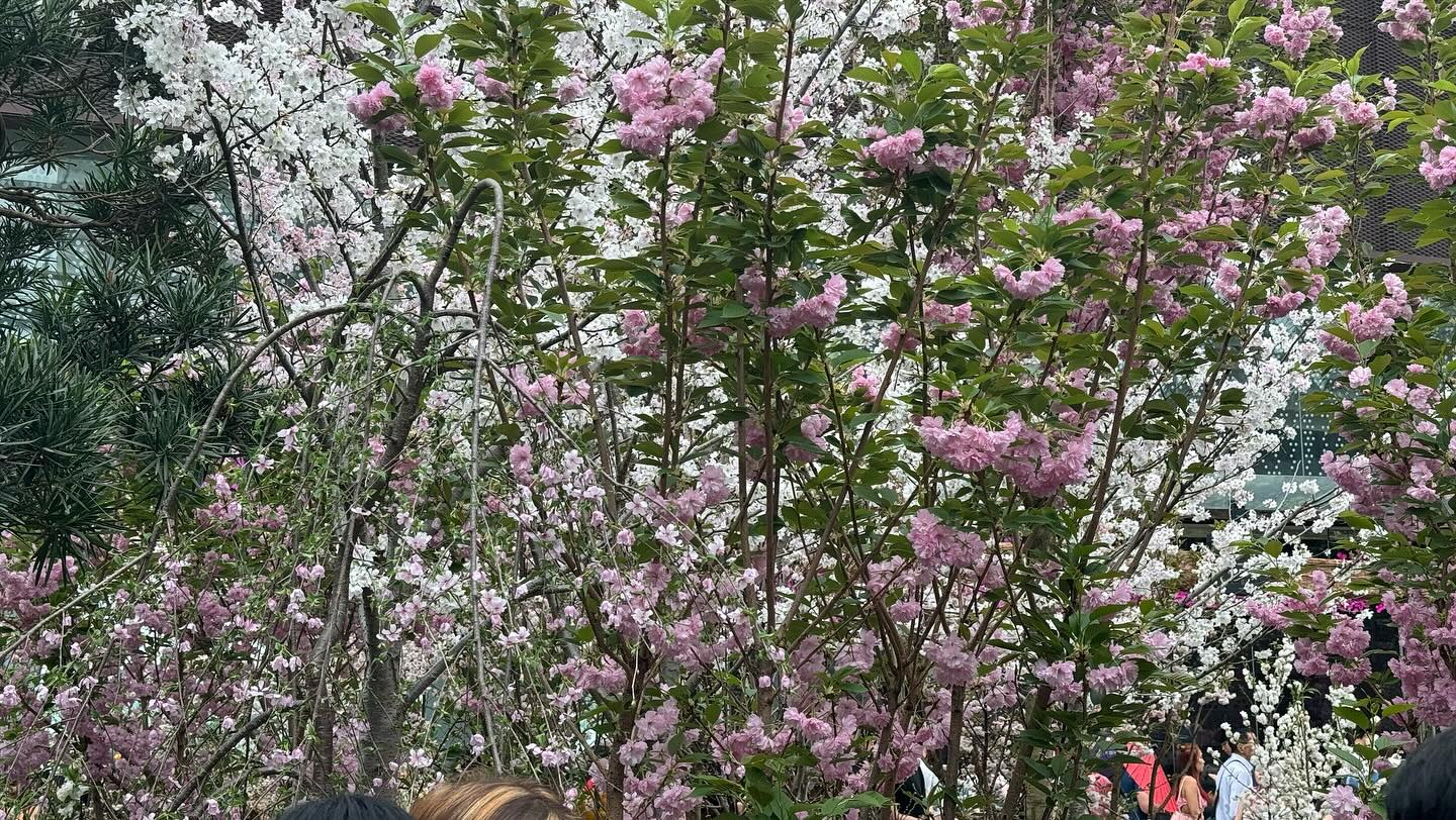 #GardensByTheBay #FlowerDome Part 4. Anticipates I will miss the #cherryblossom in Tokyo… (8)