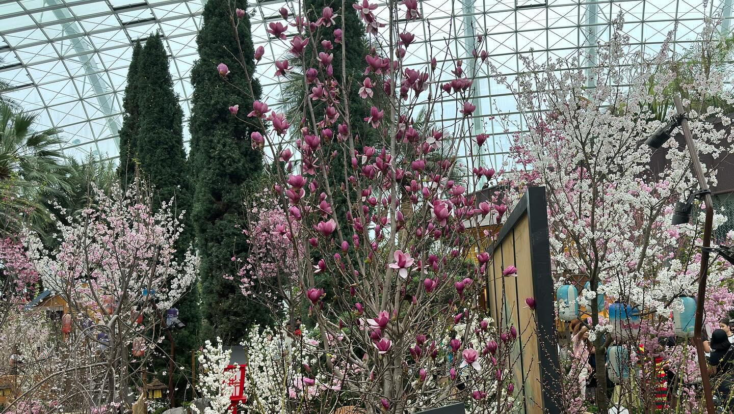 #GardensByTheBay #FlowerDome Part 4. Anticipates I will miss the #cherryblossom in Tokyo… (9)