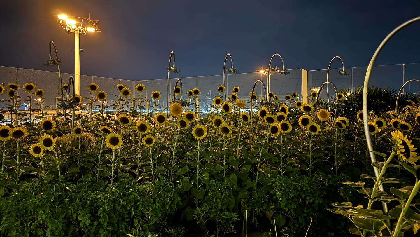 This #ChangiAirport continues to impress. This is their #SunFlowerGarden #90precentDark… (2)
