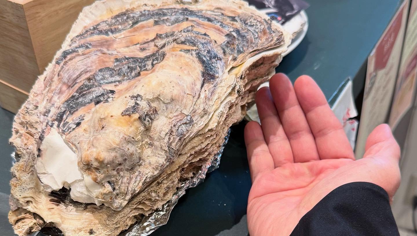 Huge #oysters Very fresh (5)