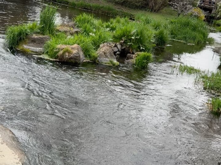 Never seen such clear #springwater in it’s natural habitat #MtFuji #oshinohakkaivillage… (3)