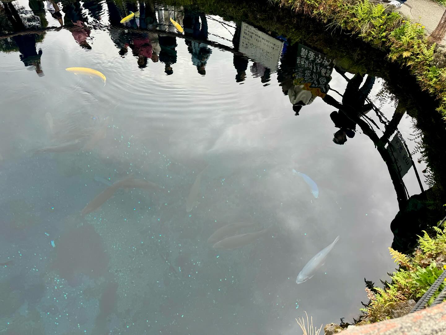 Never seen such clear #springwater in it’s natural habitat #MtFuji #oshinohakkaivillage… (5)