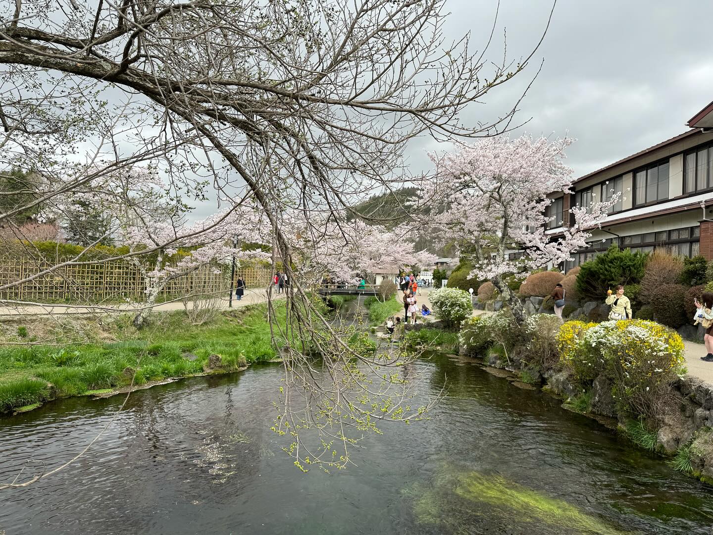 Never seen such clear #springwater in it’s natural habitat #MtFuji #oshinohakkaivillage… (9)