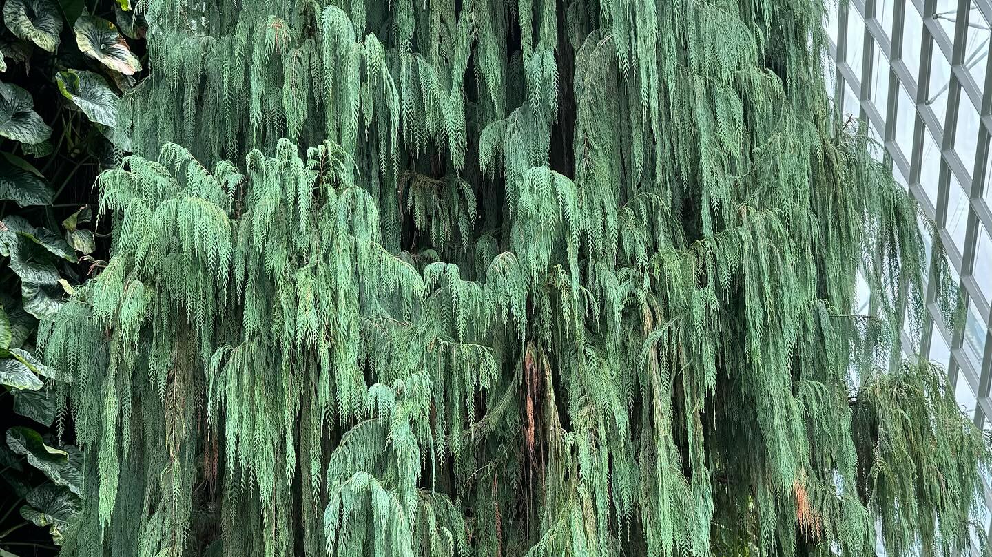 #GardensByTheBay #CloudForest Part 1 (3)