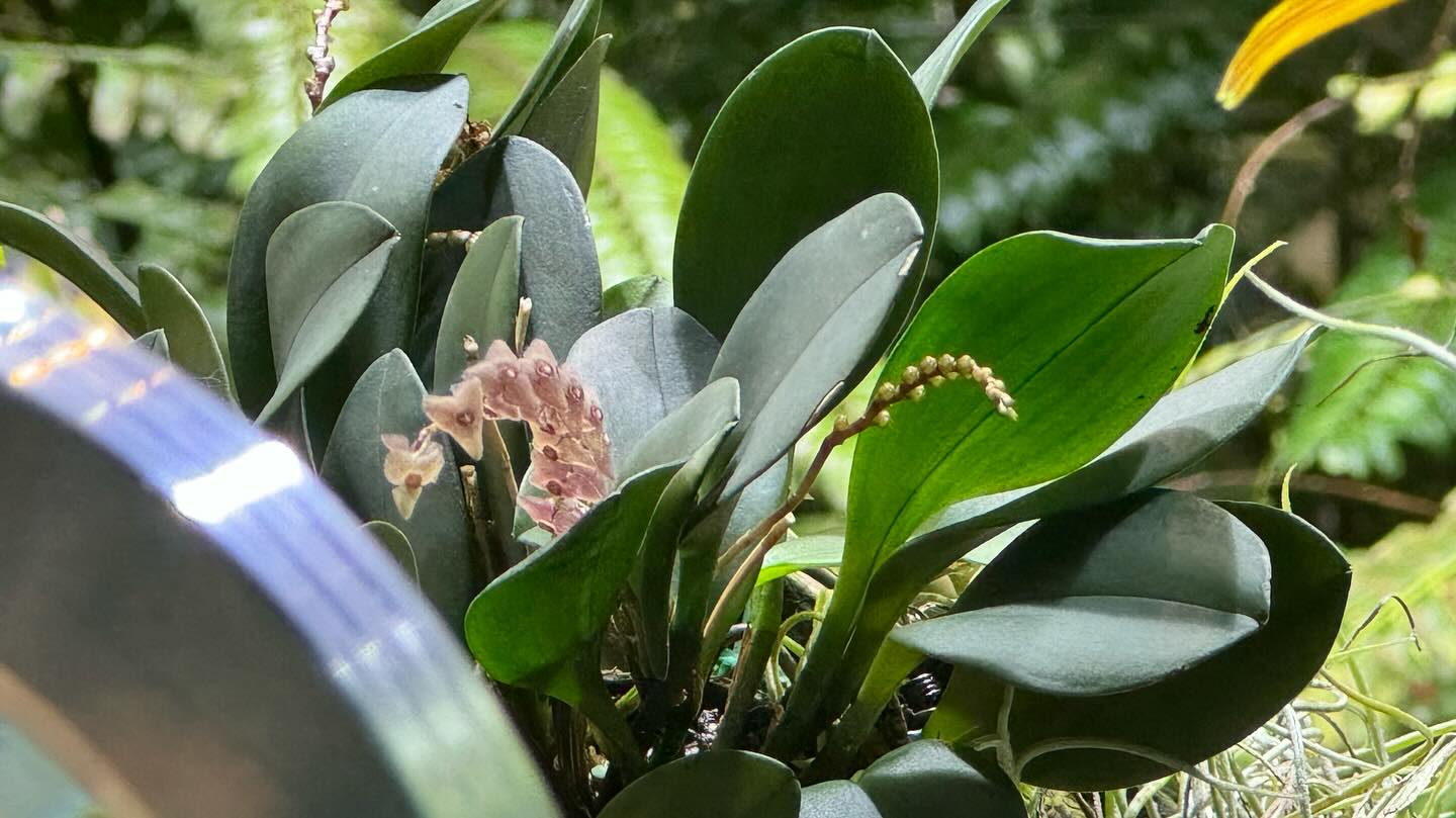 #GardensByTheBay #CloudForest Part 1 (9)