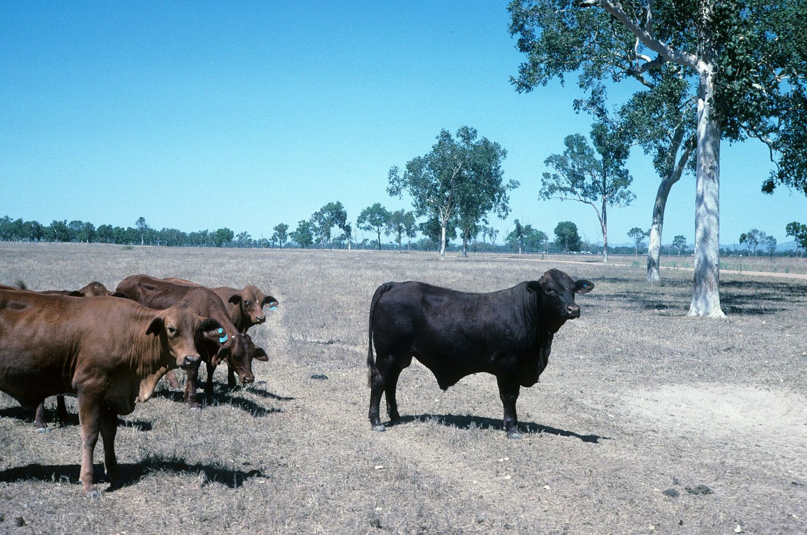 Brown and black beef cattle on dry grass under gum trees in North Queensland